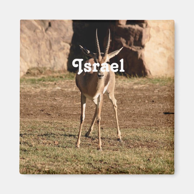 Israelische Gazelle Magnet (Vorne)