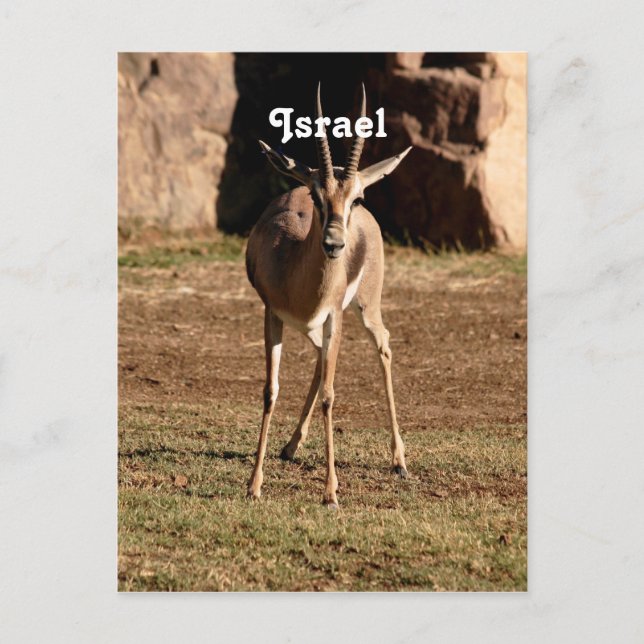 Israelische Gazelle Postkarte (Vorderseite)