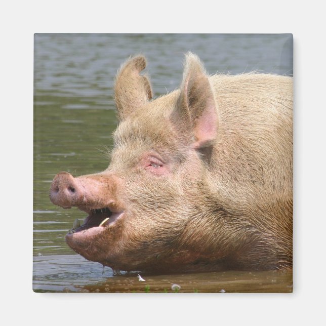 Iss das nicht!!! magnet (Vorne)