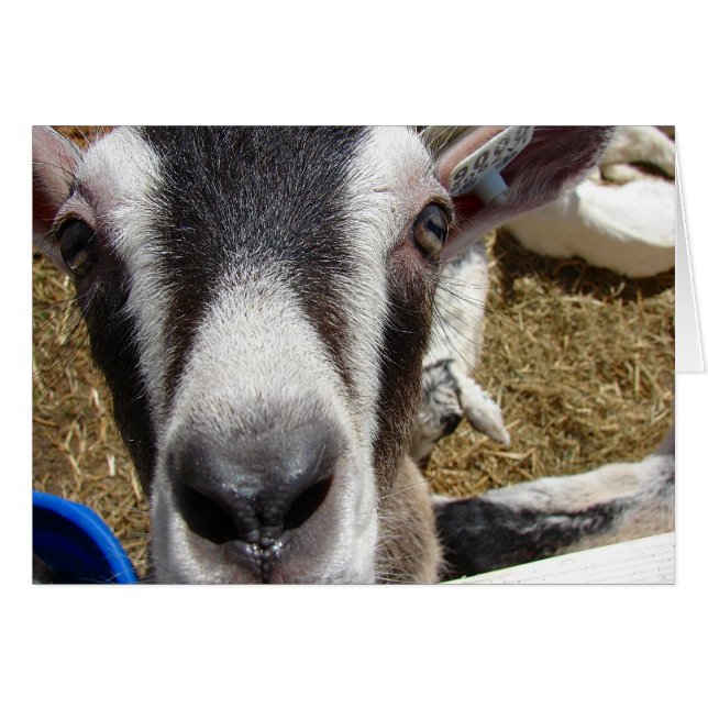 Ist das Kamerafutter? (Vorderseite (Horizontal))