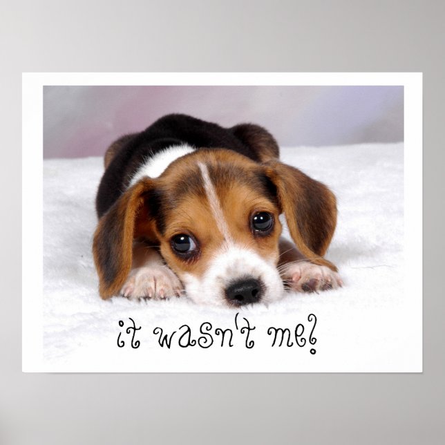 It Wasn't Me! Poster (Vorne)