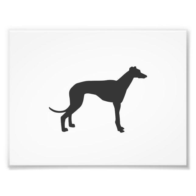 Italian Greyhound silhouette in black Fotodruck (Vorne)