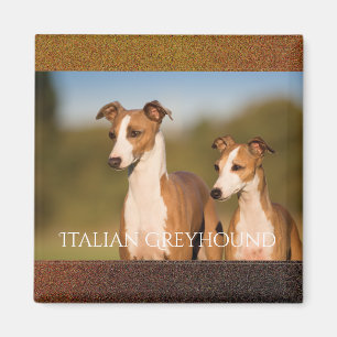 Italian Greyhounds Magnet