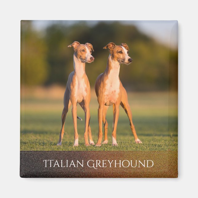 Italian Greyhounds Magnet (Vorne)