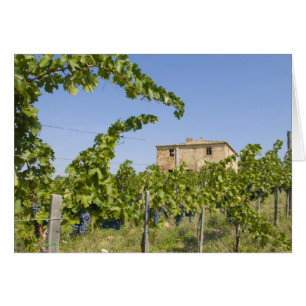 Italie, Toscane, Montepulciano. Raisins de vin prê