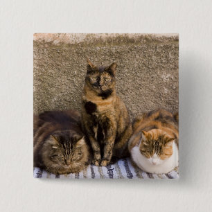 Italien, Cinque Terre, Vernazza. Drei Katzen Button