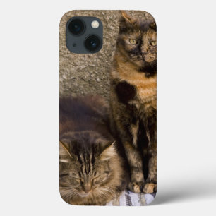 Italien, Cinque Terre, Vernazza. Drei Katzen dazu iPhone 13 Hülle