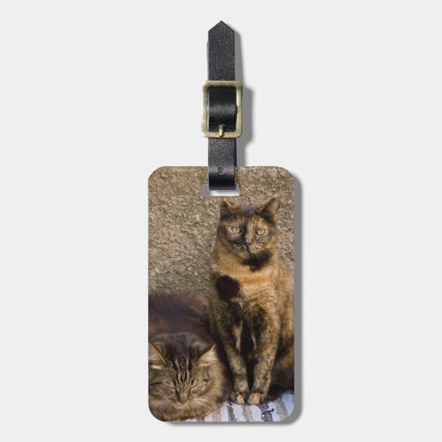 Italien, Cinque Terre, Vernazza. Drei Katzen Gepäckanhänger (Vorderseite vertikal)