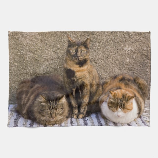 Italien, Cinque Terre, Vernazza. Drei Katzen Handtuch (Horizontal)