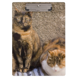 Italien, Cinque Terre, Vernazza. Drei Katzen Klemmbrett