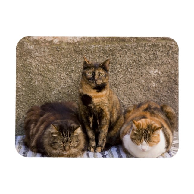 Italien, Cinque Terre, Vernazza. Drei Katzen Magnet (Horizontal)