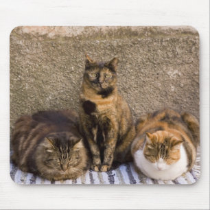 Italien, Cinque Terre, Vernazza. Drei Katzen Mousepad