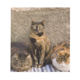 Italien, Cinque Terre, Vernazza. Drei Katzen Notizblock