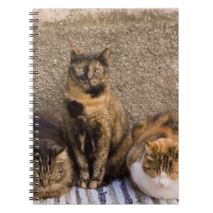 Italien, Cinque Terre, Vernazza. Drei Katzen Notizblock