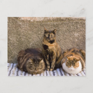 Italien, Cinque Terre, Vernazza. Drei Katzen Postkarte