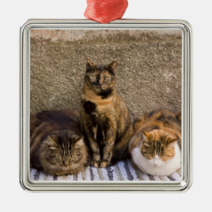 Italien, Cinque Terre, Vernazza. Drei Katzen Silbernes Ornament