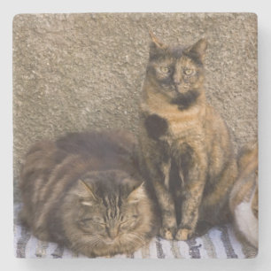 Italien, Cinque Terre, Vernazza. Drei Katzen Steinuntersetzer