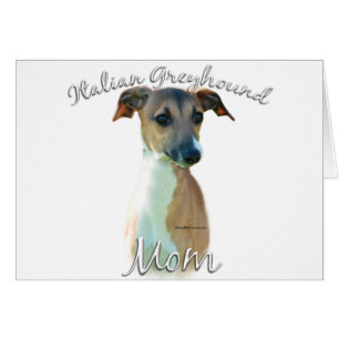 Italien Greyhound Maman 2