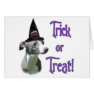 Italien Greyhound Trick