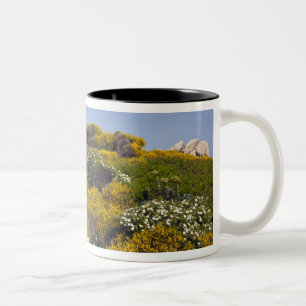 Italien, Sardinien, Santa Teresa Gallura. Capo 3 Zweifarbige Tasse