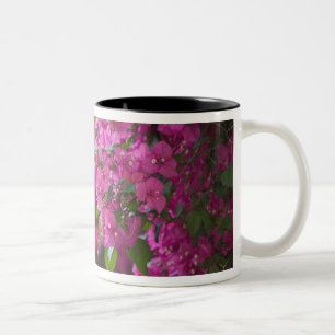 Italien, Sizilien, Cefalu, Hof von Flower Zweifarbige Tasse