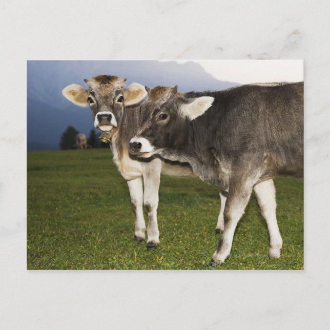 Italien, Südtirol Postkarte (Vorderseite)