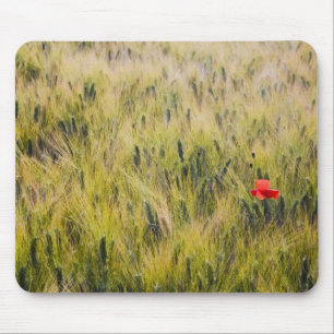 Italien, Toskana, Einsamer Mohn im Frühjahr Weizen Mousepad