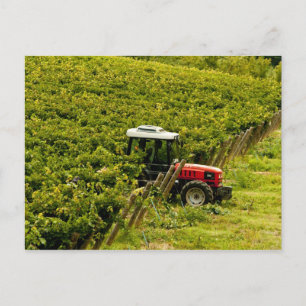 Italien, Toskana, Greve. Erntehelfer bei der Arbei Postkarte