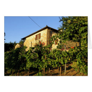 Italien, Toskana, Greve. Spätsommer-Weinszenen