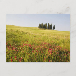 Italien, Toskana, Gruppe der Toskana Postkarte