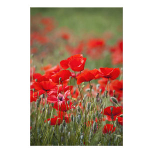 Italien, Toskana, Masse von Sommer-Mohnblumen in Fotodruck