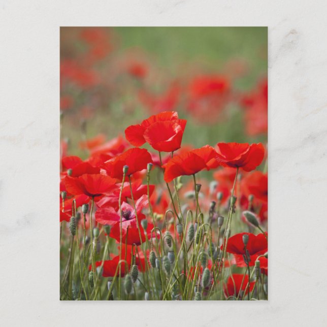 Italien, Toskana, Messe der Sommerpferde Postkarte (Vorderseite)