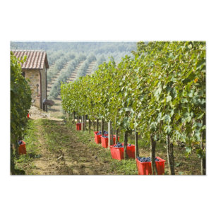 Italien, Toskana, Montalcino. Fässer mit geerntete Fotodruck