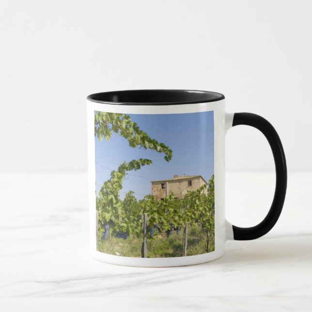 Italien, Toskana, Montepulciano. Weintrauben berei Tasse (Rechts)