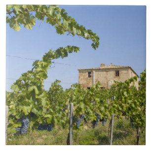 Italien, Toskana, Montepulciano. Weintrauben sind  Fliese