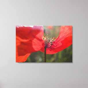 Italien, Toskana, Sommer Mohn in der Toskana Leinwanddruck