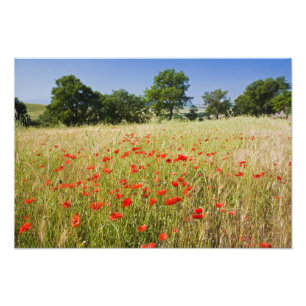 Italien, Toskana, Wiese mit Sommerpferden und Fotodruck
