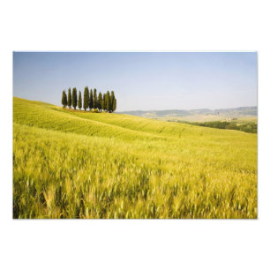 Italien, Tuscnay, Gruppierung von toskanischen Zyp Fotodruck