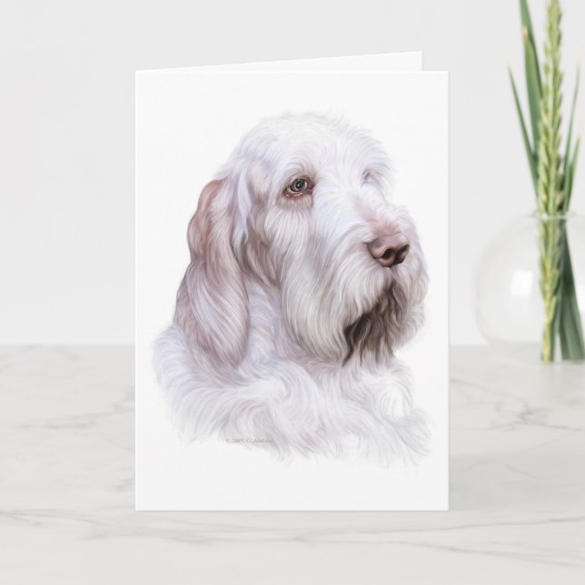 Italiener Spinone Italiano Karte (Vorderseite)