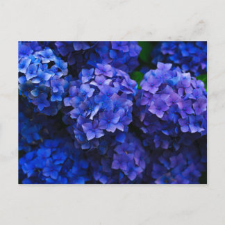 Italienisch Deep Blue Hydrangeas Postkarte
