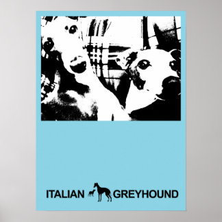 Italienisch Greyhound Blue Poster