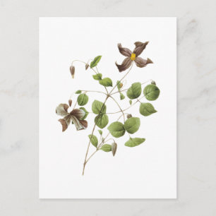 Italienische Blume aus Leder (Clematis) von Redout Postkarte