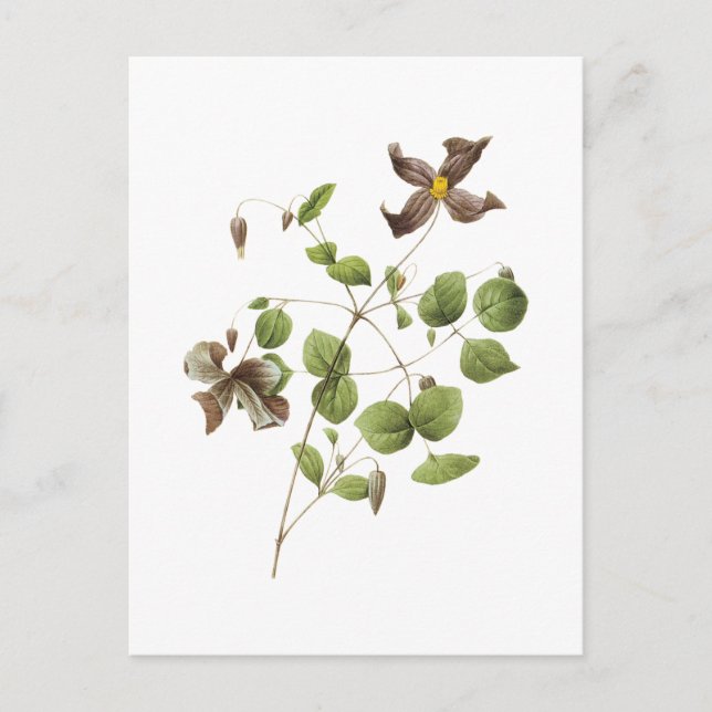 Italienische Blume aus Leder (Clematis) von Redout Postkarte (Vorderseite)