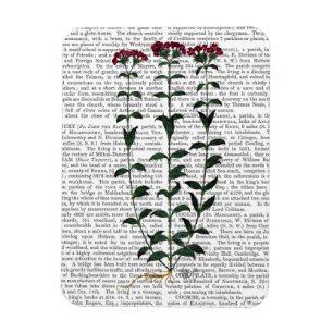 Italienische Gartennelke 6 Magnet