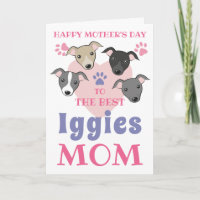 Italienische Greyhound Dog Mama Niedlich Iggies Cu