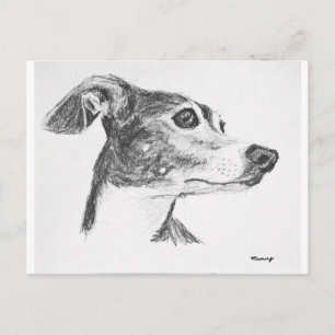 Italienische Greyhound Sketch Postkarte