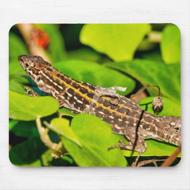 italienische Mauereidechse Mousepad (Vorne)