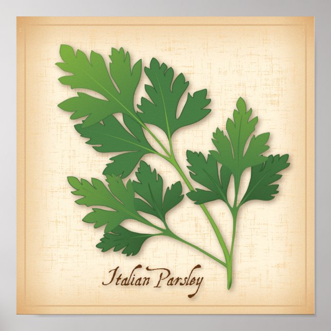 Italienische Parsley Herb Poster (Vorne)