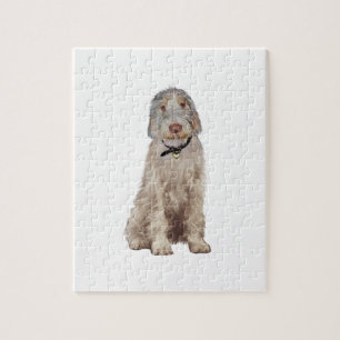 Italienische Spinone (A) - Wheaten