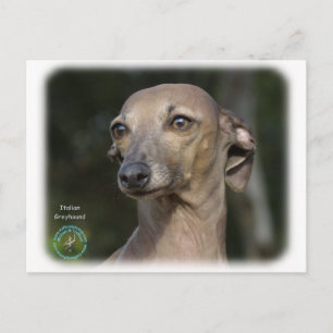 Italienischer Grauhund 9K74D-11 Postkarte